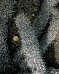 Close-up overhead view of densely clustered cholla cactus stems covered in sharp white spines growing against dark soil.