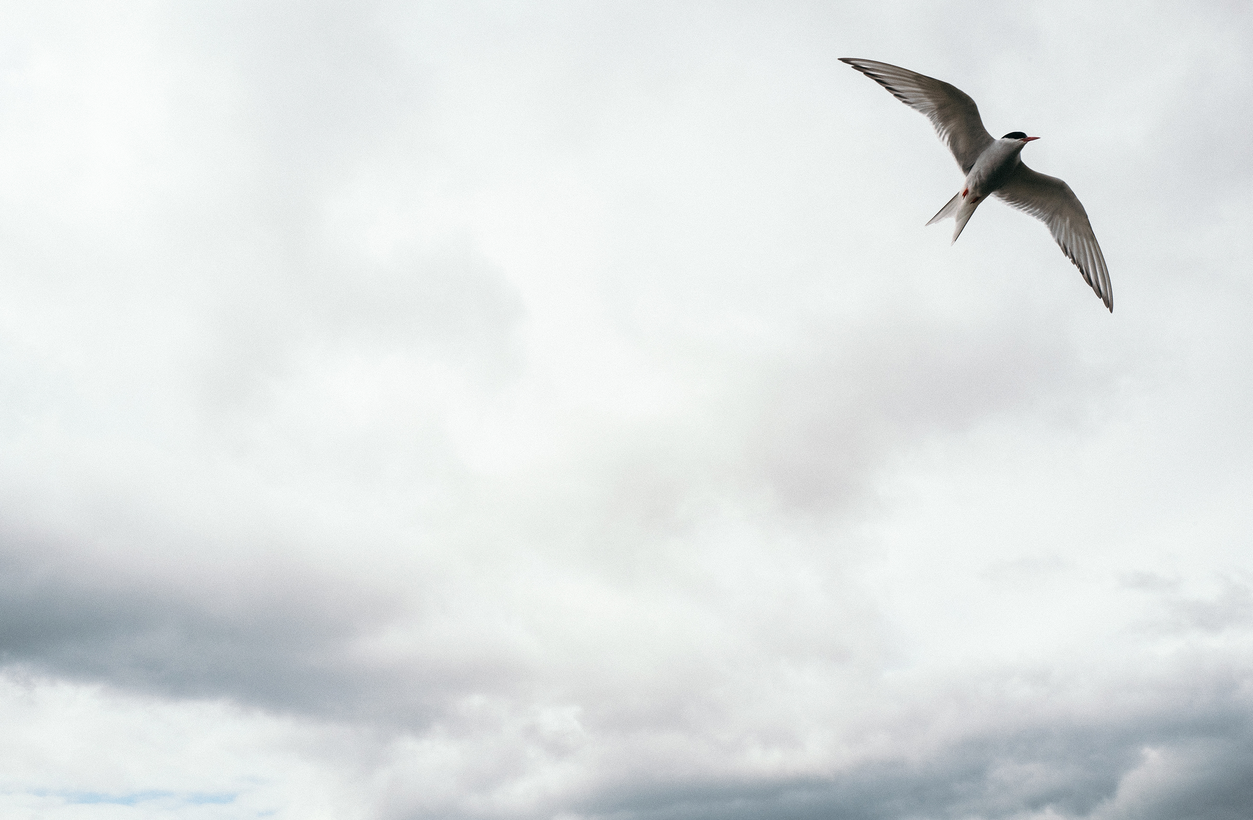 Arctic tern in mid-flight with wings fully extended against an expansive overcast grey sky