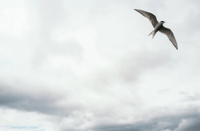 Arctic tern in mid-flight with wings fully extended against an expansive overcast grey sky