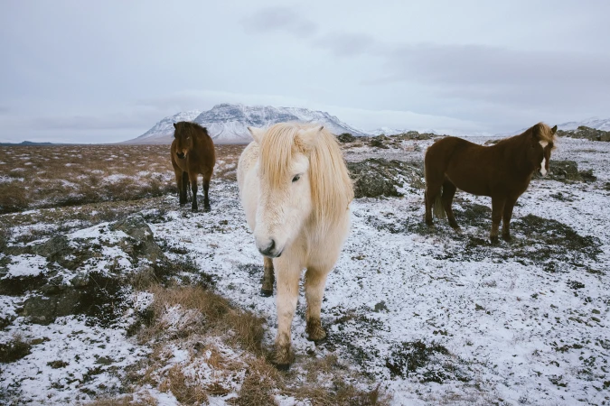 Three horses standing in a snowy field with mountains in the background under an overcast sky.
