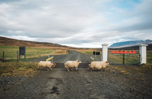 Three sheep cross a gravel road at a gate in a rural Iceland landscape under an overcast sky, with grassy hills in the background.