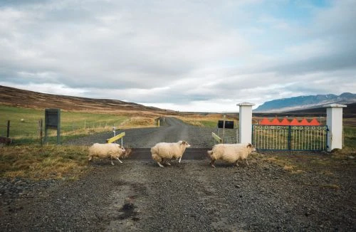 Three sheep cross a gravel road at a gate in a rural Iceland landscape under an overcast sky, with grassy hills in the background.