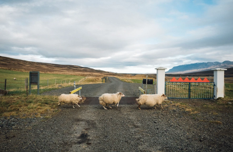 Three sheep cross a gravel road through an open gate in a rural landscape under a cloudy sky, with mountains in the distance.