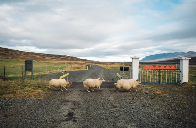 Three sheep cross a gravel road through an open gate in a rural landscape under a cloudy sky, with mountains in the distance.