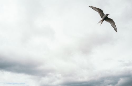 Grey bird in flight with spread wings against a cloudy, overcast sky, creating a sense of freedom and natural beauty in nature.