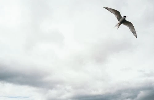 Grey bird in flight with spread wings against a cloudy, overcast sky, creating a sense of freedom and natural beauty in nature.
