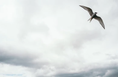 Arctic tern in mid-flight with wings fully extended against an expansive overcast grey sky