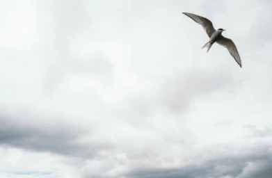 A single tern bird flying high against a pale, overcast sky, captured from a low angle.