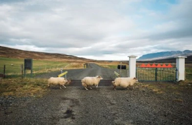 Three sheep running across a gravel road in a rural landscape with low hills and a gate under an overcast sky.