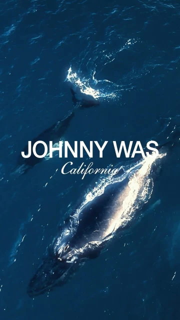 Aerial view of two whales swimming in deep blue ocean waters, showcasing their size and the vastness of their natural habitat.
