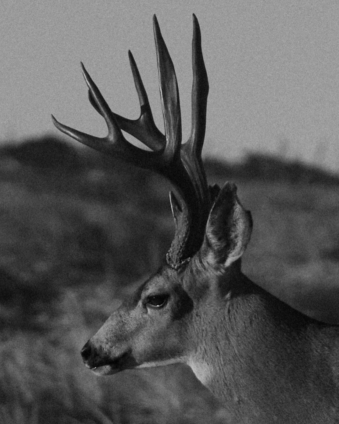 Close-up black and white photograph of a deer with large antlers, standing in a natural outdoor environment with blurred background.