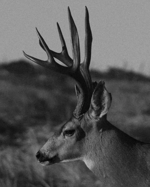 Close-up black and white photograph of a deer with large antlers, standing in a natural outdoor environment with blurred background.