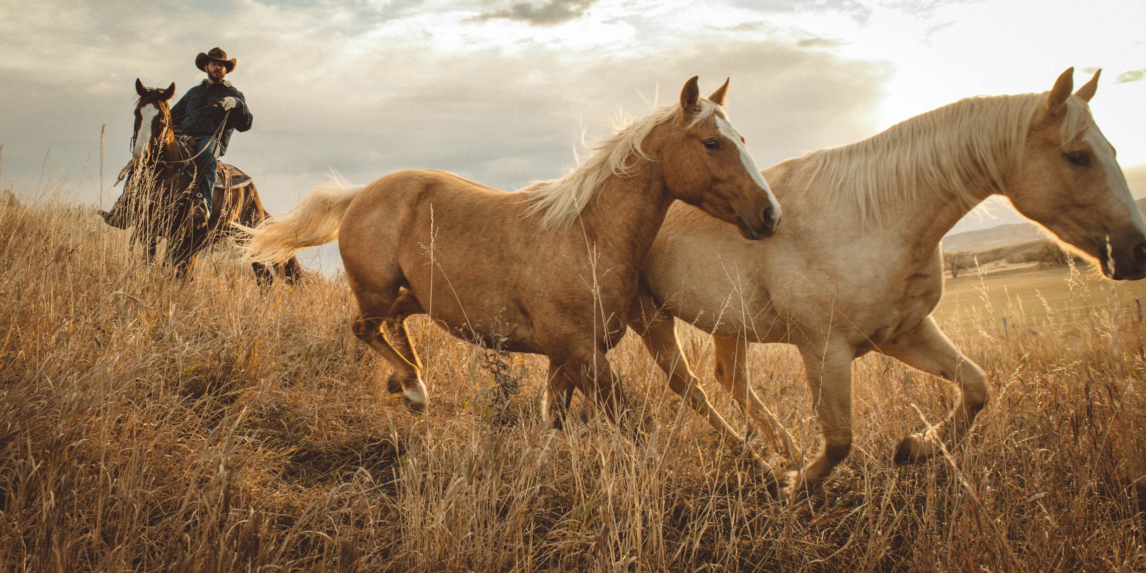 Two palomino horses run in a field of dry grass on a ranch with a cowboy riding a horse in the background at sunset.