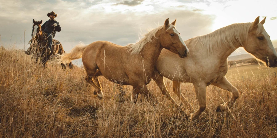 Two palomino horses run in a field of dry grass on a ranch with a cowboy riding a horse in the background at sunset.