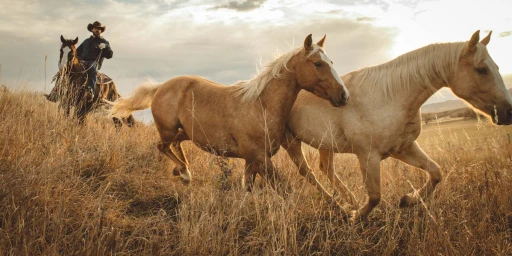 Two pale horses running through tall dry grass with a cowboy riding another horse behind them at sunset.
