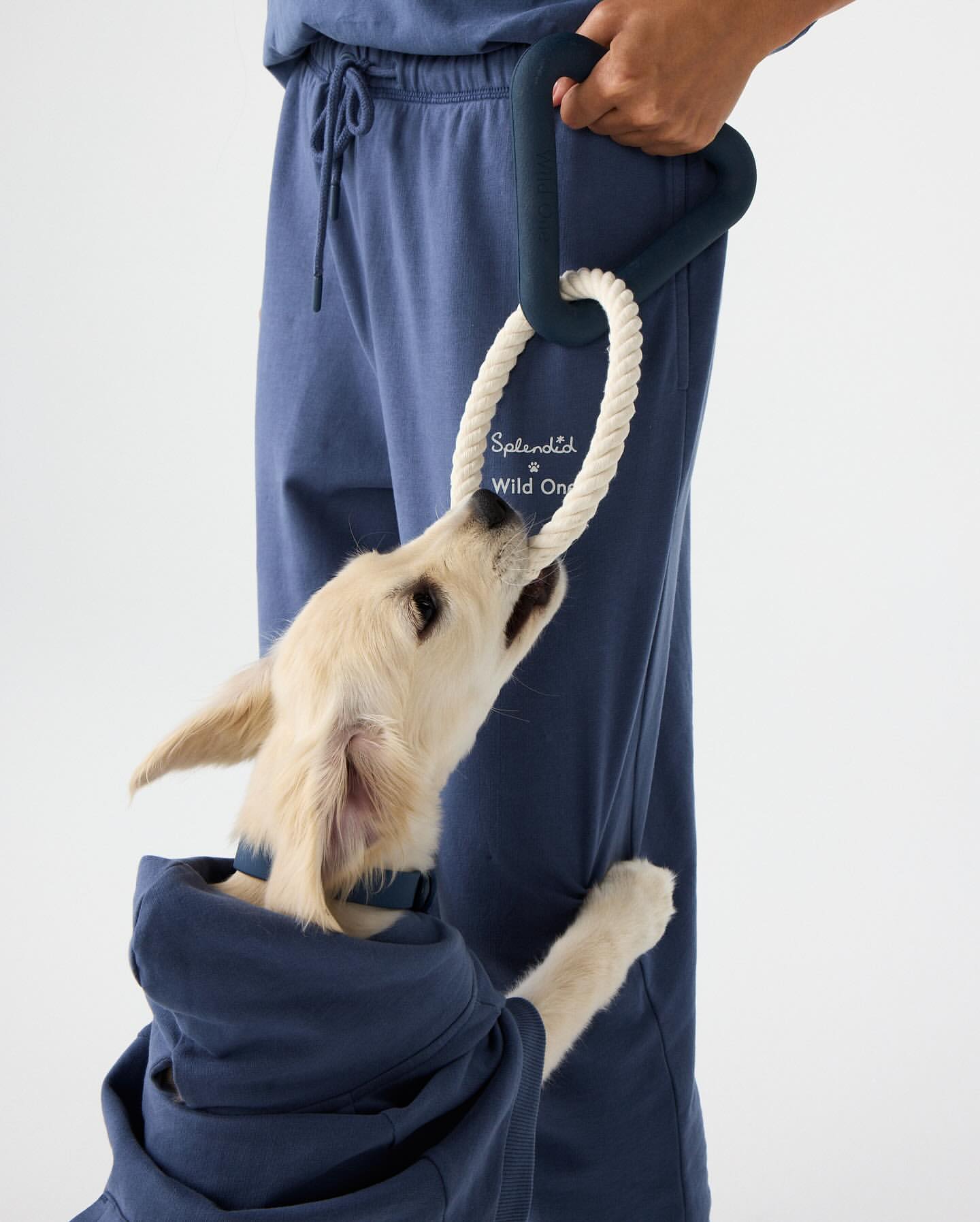 Blonde puppy wearing blue hoodie, playing tug-of-war with a blue rope toy, held by an adult wearing blue sweatpants, against white background.