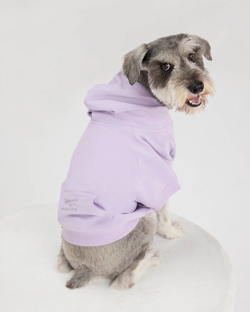 Adorable gray Schnauzer dog sits indoors wearing a lilac hoodie. The dog is looking over its shoulder at the camera on white background.