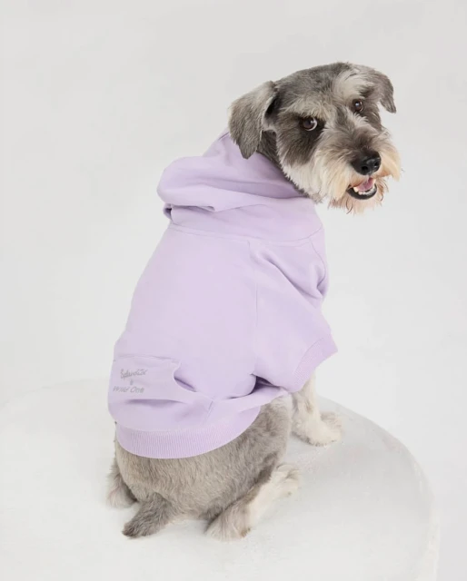 Adorable gray Schnauzer dog sits indoors wearing a lilac hoodie. The dog is looking over its shoulder at the camera on white background.