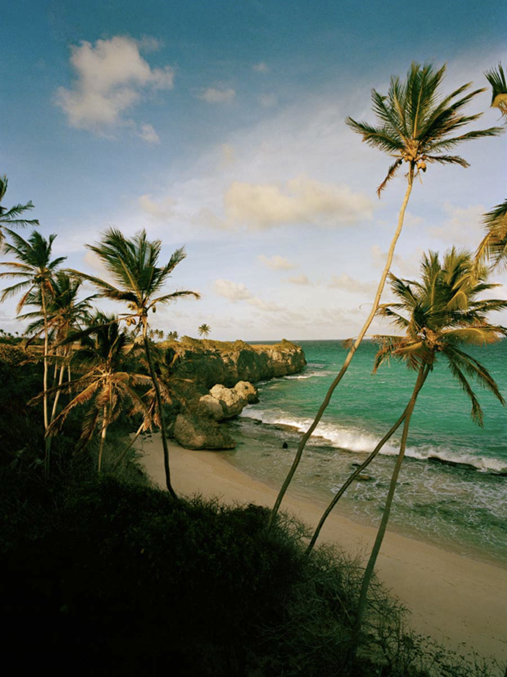 Tropical beach scene with palm trees and turquoise ocean under a cloudy sky, creating a serene and inviting coastal view.