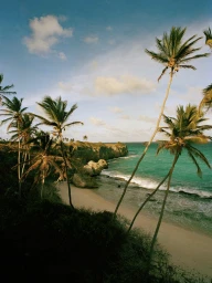 Tall palm trees overlooking a sandy beach and turquoise ocean under a bright blue sky with scattered clouds captured by Shannon Greer.