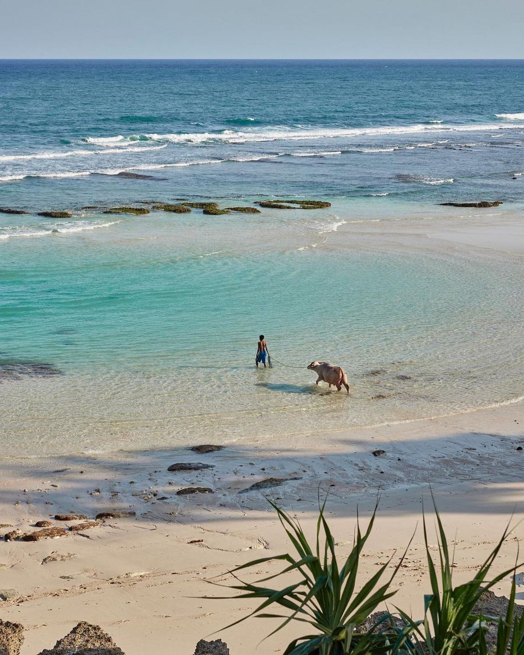 Coastal scene of a person walking into the turquoise ocean water with a water buffalo, tropical foliage in foreground, sunny day.