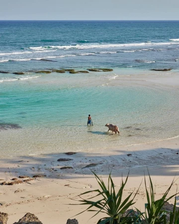 Coastal scene of a person walking into the turquoise ocean water with a water buffalo, tropical foliage in foreground, sunny day.