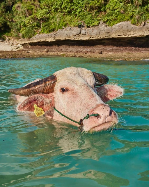 Close-up of a light-skinned water buffalo wading in turquoise water, with a shoreline and green foliage visible in the background.