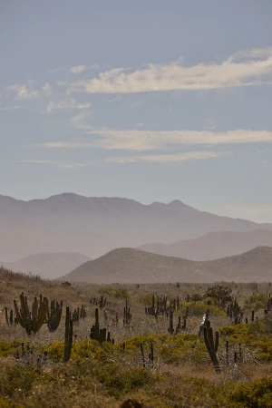 Desert landscape with scattered cacti across dry terrain beneath layered mountain ranges and a pale blue sky with clouds.