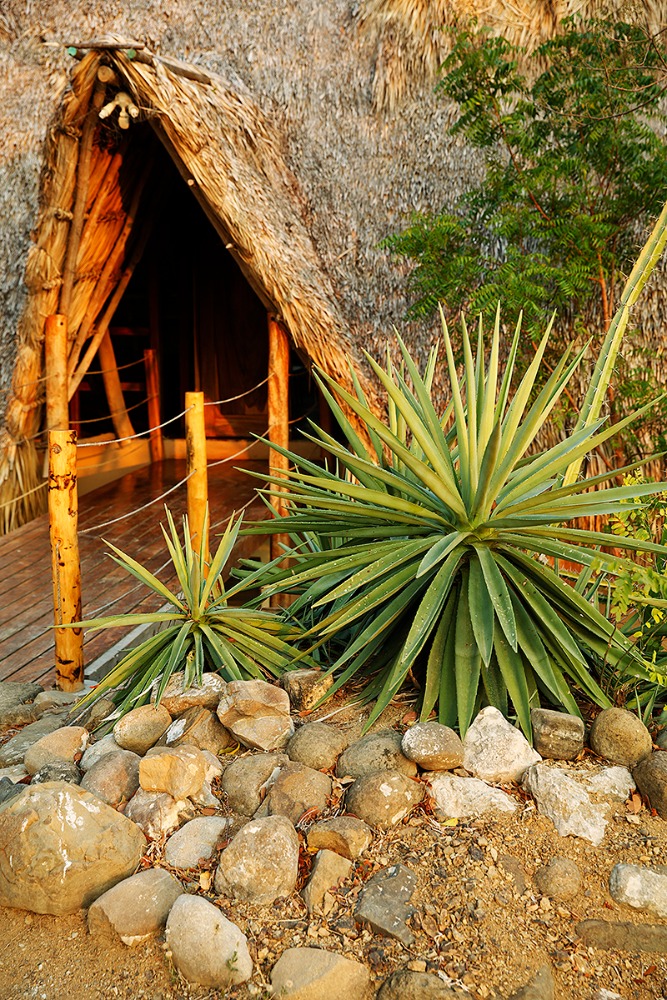 A-frame hut with a thatched roof, agave plants, and rocks in the foreground, creating a natural, rustic, and inviting outdoor setting.