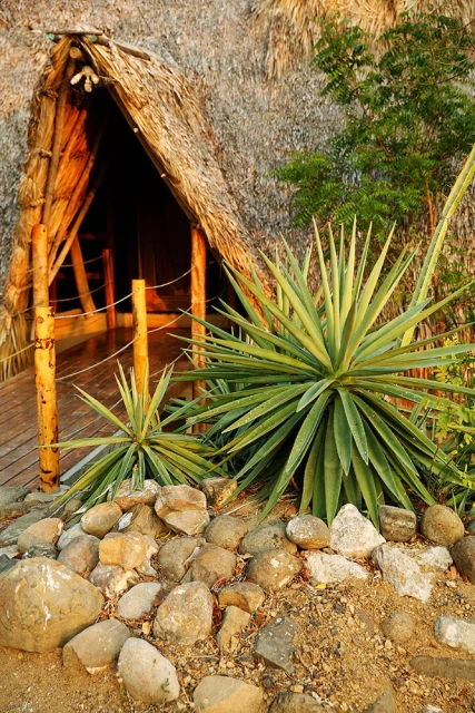 A-frame hut with a thatched roof, agave plants, and rocks in the foreground, creating a natural, rustic, and inviting outdoor setting.