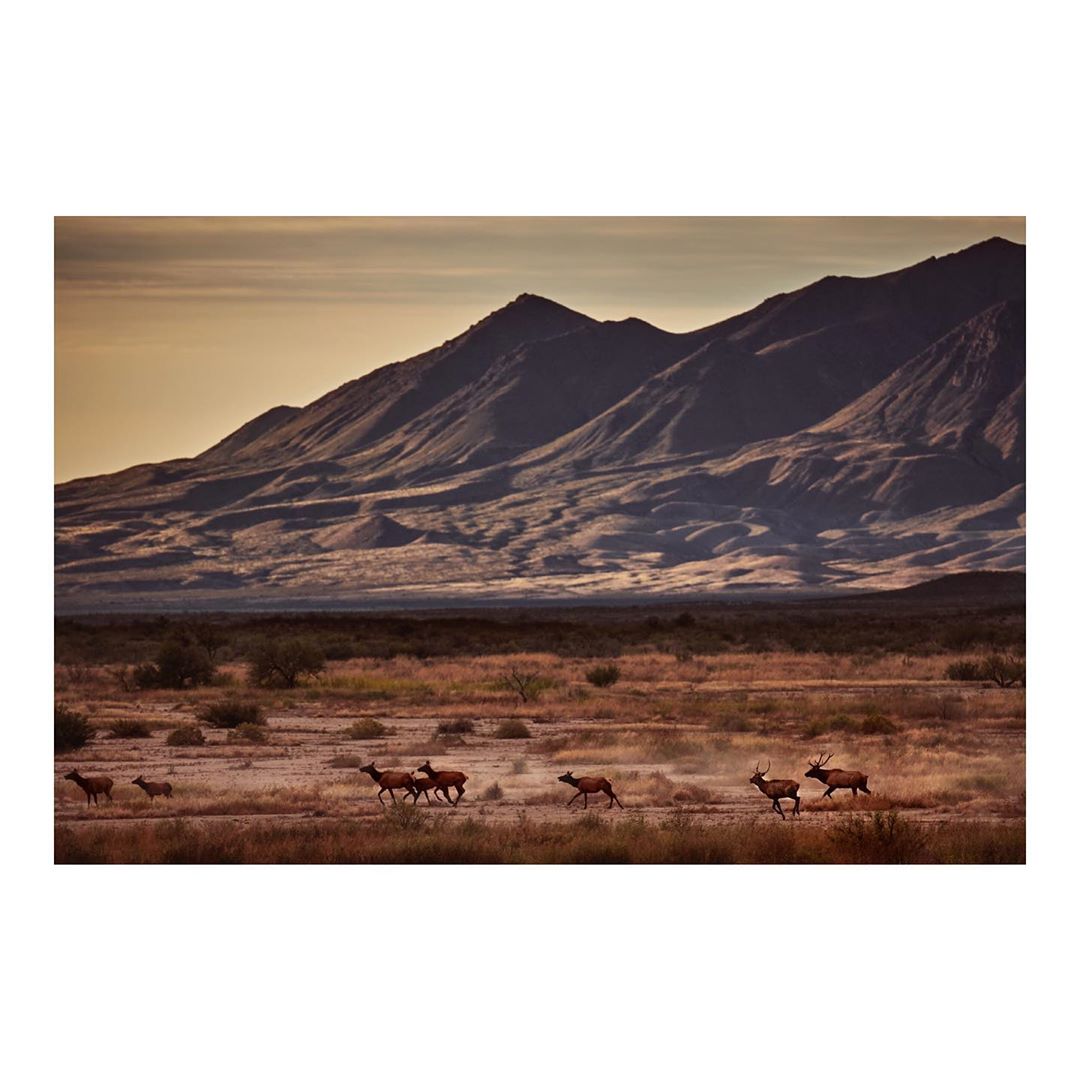 Herd of elk running across a grassy plain with mountains in the background under a golden sky at dusk or dawn.