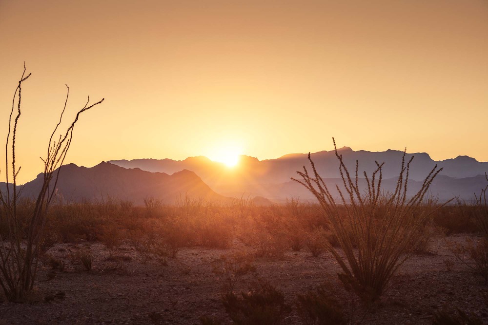 Scenic desert landscape with mountains silhouetted by a vibrant sunrise, ochillo plants in foreground, and soft, warm lighting.