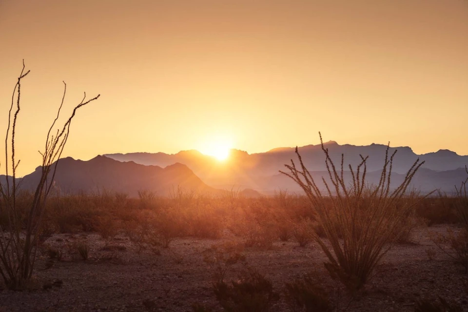 Scenic desert landscape with mountains silhouetted by a vibrant sunrise, ochillo plants in foreground, and soft, warm lighting.