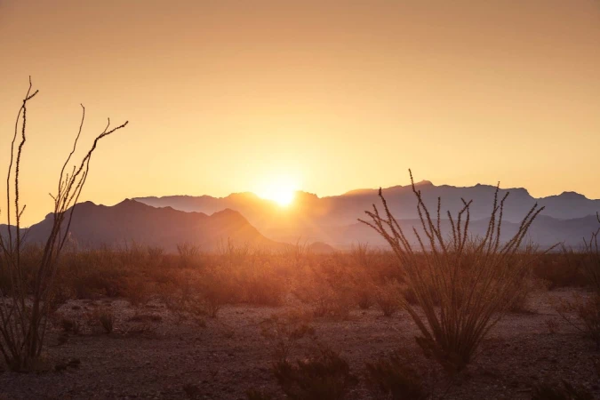 Scenic desert landscape with mountains silhouetted by a vibrant sunrise, ochillo plants in foreground, and soft, warm lighting.