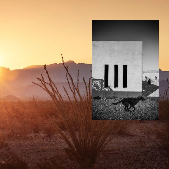 Black and white image of a dog running outdoors near a modern building, juxtaposed with a golden-hued desert landscape at sunset.
