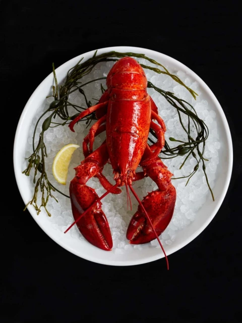 Overhead shot of a bright red lobster plated on crushed ice, garnished with lemon and seaweed, against a dark background.
