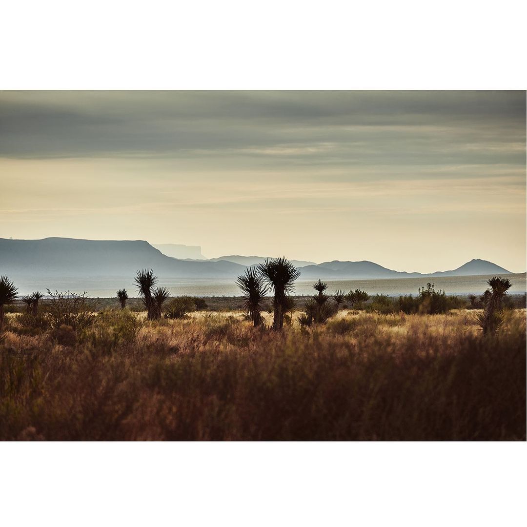Scenic desert landscape featuring Joshua trees scattered across a field of grasses under an overcast sky with distant mountains.