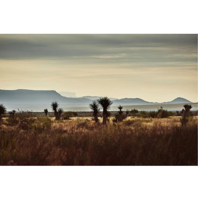Scenic desert landscape featuring Joshua trees scattered across a field of grasses under an overcast sky with distant mountains.