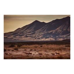 Herd of elk running across a vast arid desert landscape beneath towering dark mountain ranges at sunset by photographer Squire Fox.