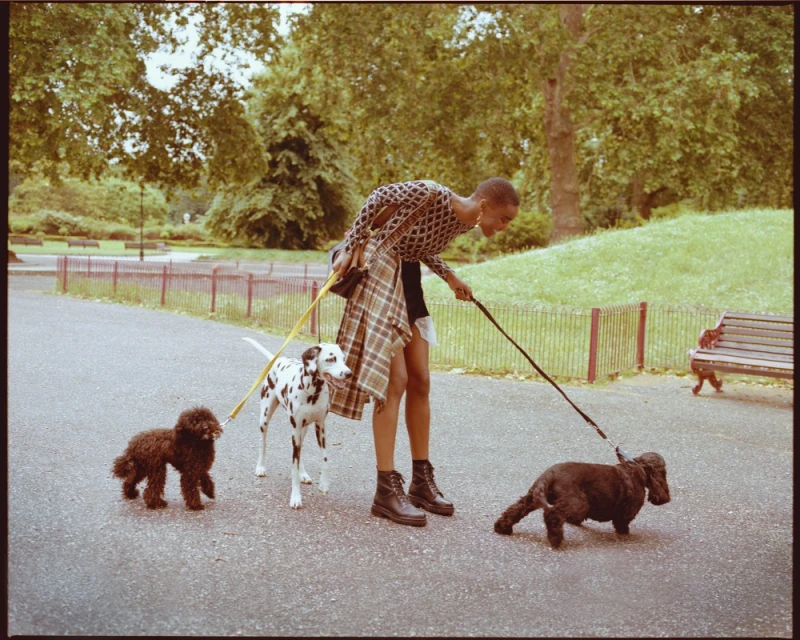 Woman walks three dogs of different breeds on leashes in a park setting with trees and foliage in the background on a sunny day.