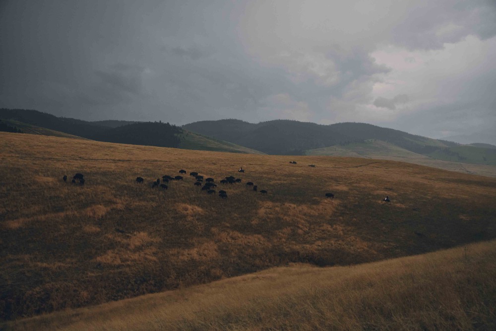 A herd of bison grazing in a grassy field beneath a cloudy sky. Scenic view of wildlife in its natural habitat. Nature photography.