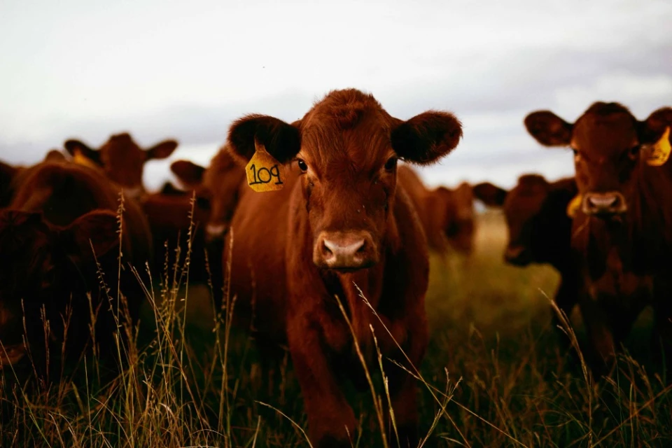 Close-up of brown cows in a grassy field, one with a tag '109' on its ear, under an overcast sky, evoking a rural or agricultural theme.