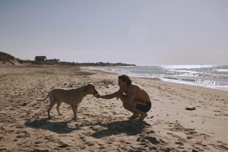 A man crouching on a sunny beach, offers a treat to a golden dog, with the ocean, horizon, and sandy dunes in the background.