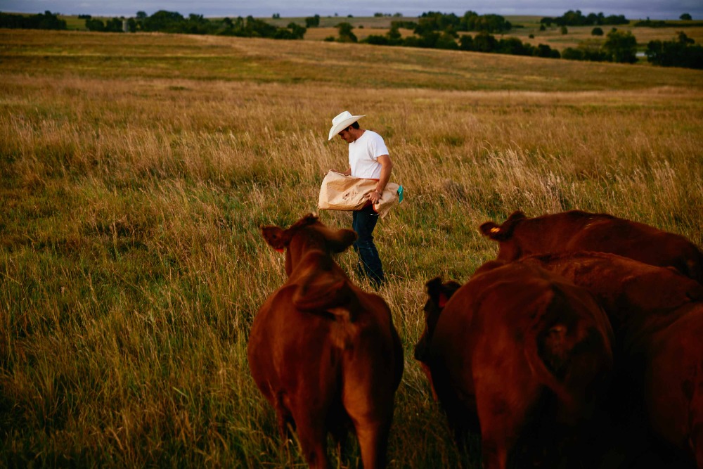 Man feeds cattle in a sunny, grassy field. He wears a white shirt and straw hat, holding a feed bag in the outdoor, rural setting.