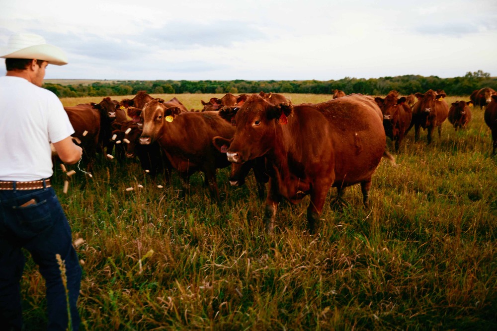 A cowboy in a white shirt and hat scatters feed for a herd of brown cows in a grassy field under a cloudy sky in a rural setting.