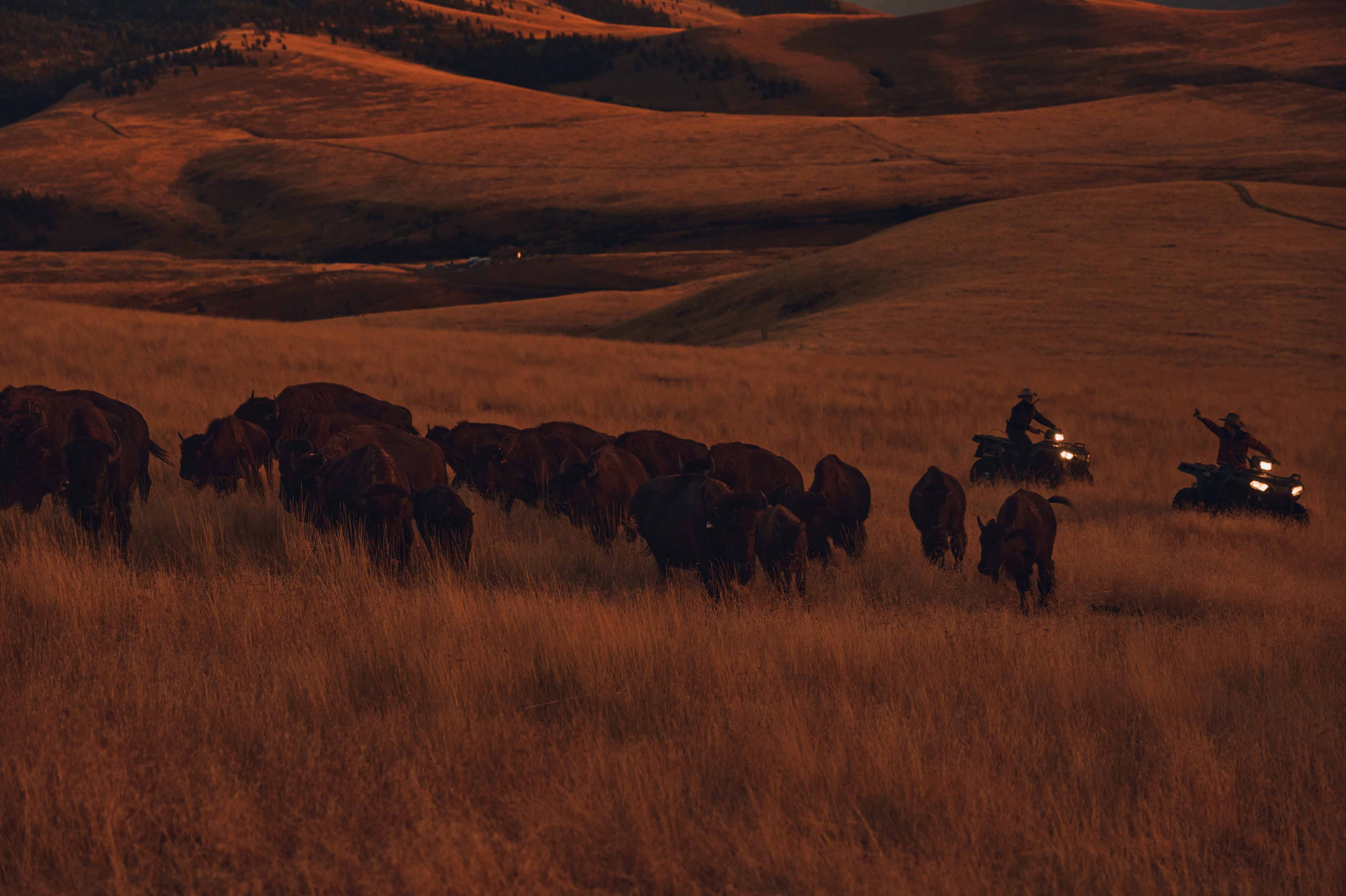 Herd of bison grazing in a grassy field with two people riding ATVs in the background during golden hour in a rural setting.