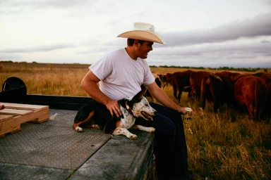 Man wearing a cowboy hat and white t-shirt sitting on a truck bed with a spotted dog and cattle nearby
