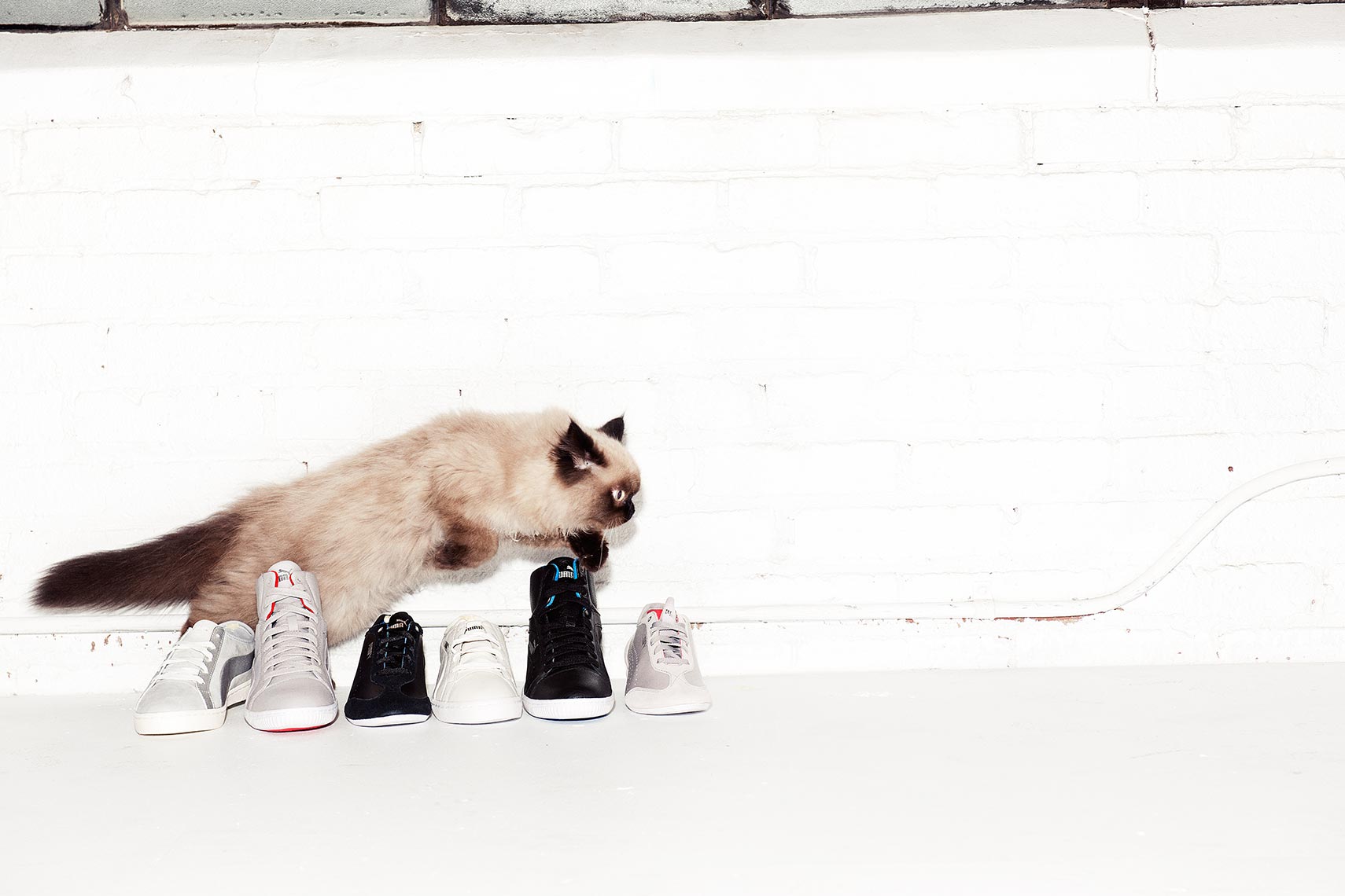 A light brown cat jumping over a row of Puma sneakers against a white brick wall. The feline is the photo's dominant subject.
