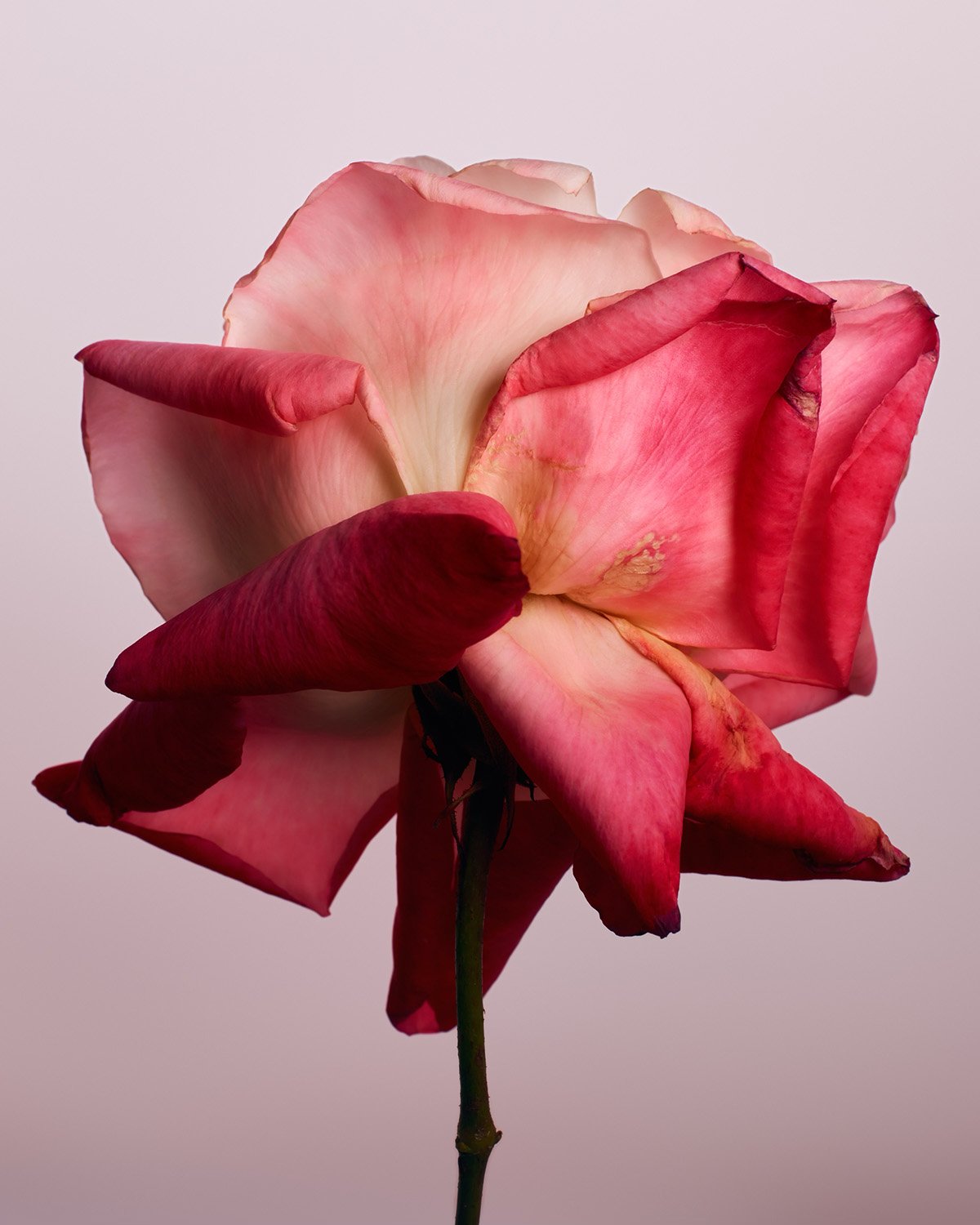 Close-up photo of a pink and red rose with visible stem, set against a soft pink backdrop in a studio setting, showcases floral beauty.