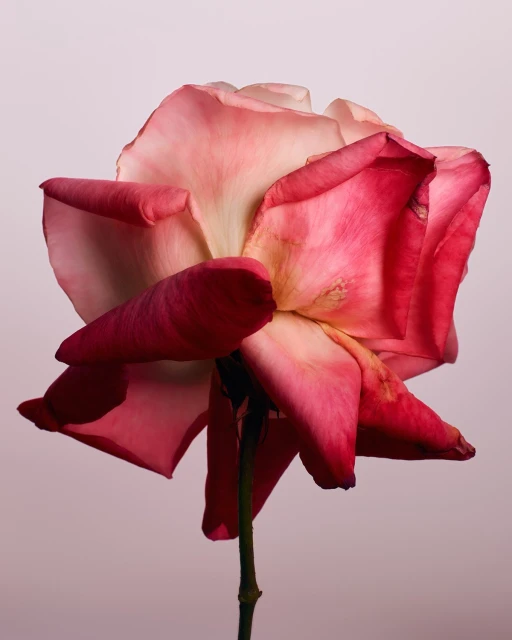 Close-up photo of a pink and red rose with visible stem, set against a soft pink backdrop in a studio setting, showcases floral beauty.